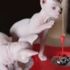 michis mov ‍ 30