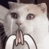 meow Mov 20