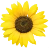 Florecitas lindas 9