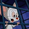 Pinky y Cerebro 13