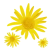 Florecitas lindas 25