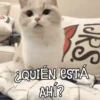 ANIMALITOS1MOV 5