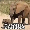 ANIMALITOS1MOV 6
