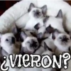 ANIMALITOS1MOV 8