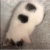 More cats 9