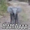 ANIMALITOS1MOV 10