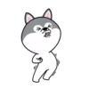 dynamic dog 13