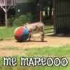 ANIMALITOS1MOV 11
