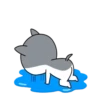 dynamic dog 16