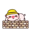 ️Pig daily life  MOV 12