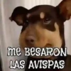 ANIMALITOS1MOV 15