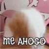 ANIMALITOS1MOV 17
