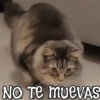 ANIMALITOS1MOV 19