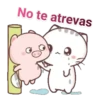 gatitos 17