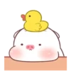 ️Pig gordo2  MOV 14