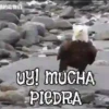 ANIMALITOS1MOV 26