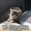 ANIMALITOS1MOV 29