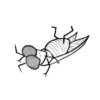 Insects 5