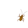 Insects 6