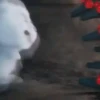 Snowball reacciones   MOV 6