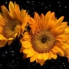 Girasoles 1 5
