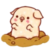 Shine Pig   mov 7