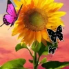 Girasoles 1 6