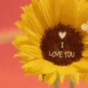 Girasoles 1 8