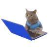 Cats  Cats   gatos  mov 9