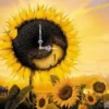 Girasoles 1 11