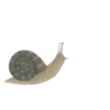 Insects 11