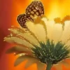 Girasoles 1 15