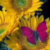 Girasoles 1 16
