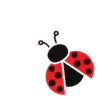 Insects 22