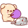 Shine Pig 2   mov 14