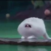 Snowball reacciones 2   MOV 15