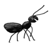 Insects 25