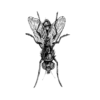 Insects 26