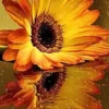 Girasoles 1 23
