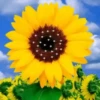 Girasoles 1 25