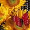 Girasoles 1 26
