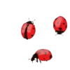 Insects 30