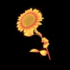 Girasoles 1 28