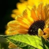 Girasoles 1 29