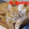gatitos lindos  ️.mov 7