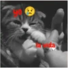 gatitos lindos  ️.mov 8