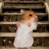 2 Hamstercitos  mov 7