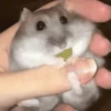 2 Hamstercitos  mov 8