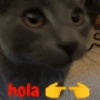 gatitos lindos  ️.mov 11