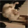 2 Hamstercitos  mov 9
